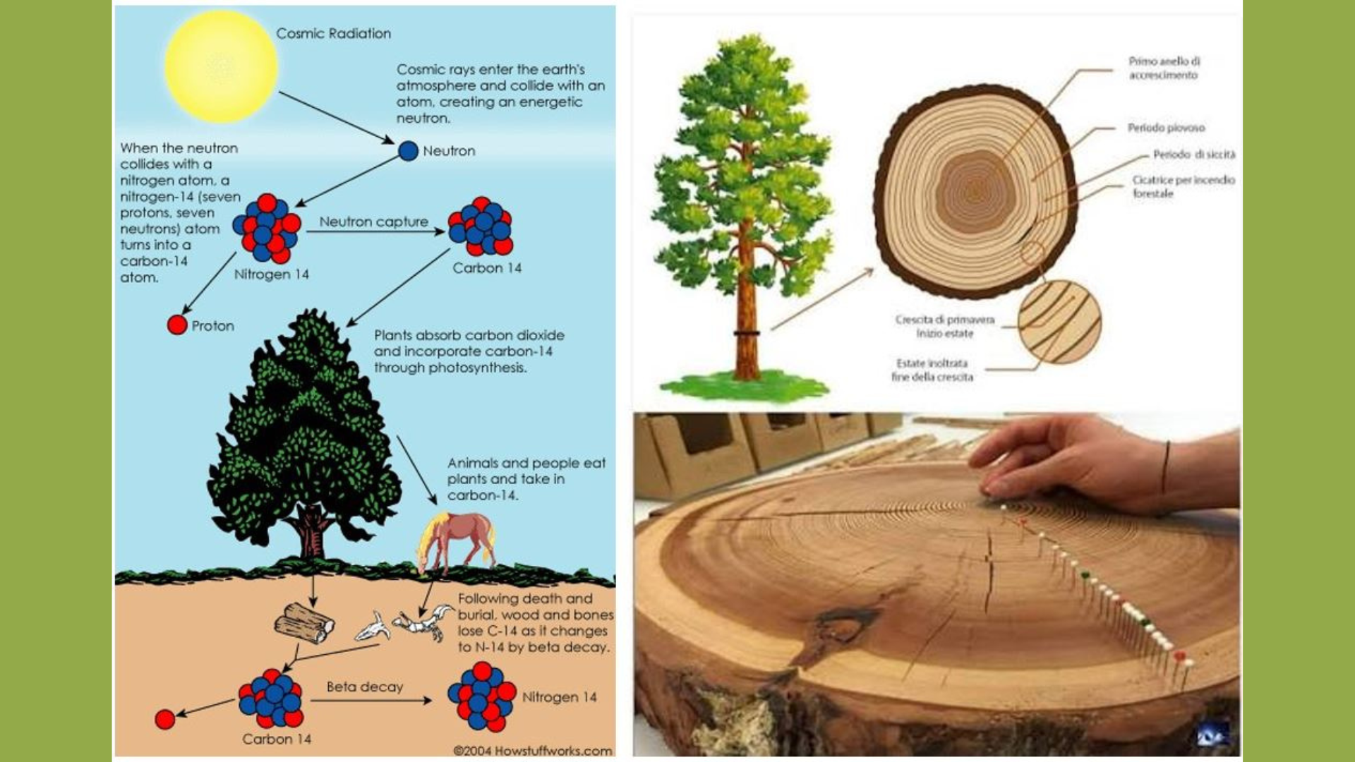 14 C e Dendrocronologia