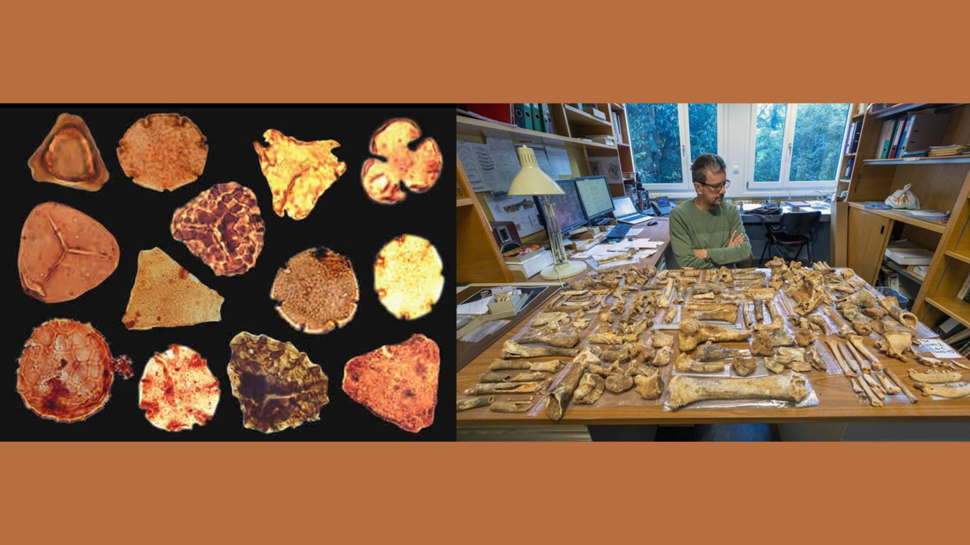 Pollini individuati  negli strati archeologici analizzati al microscopio  e resti di ossa di fauna  da uno scavo archeologico